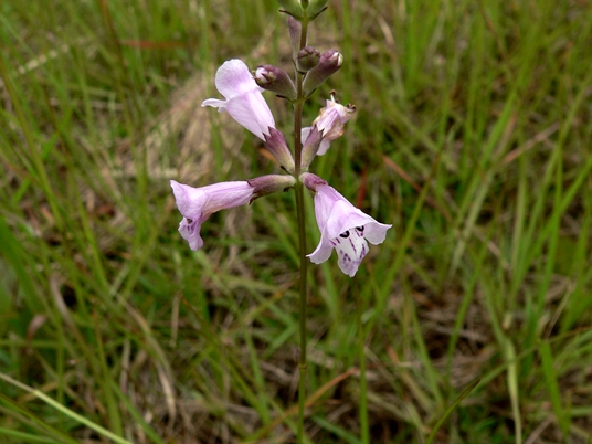 {Physostegia purpurea}